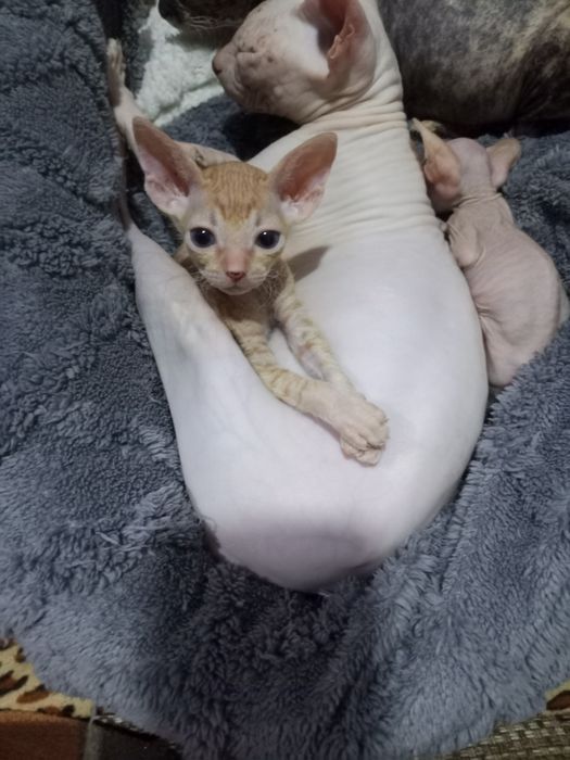 Продам котёнка сфинкс бращ