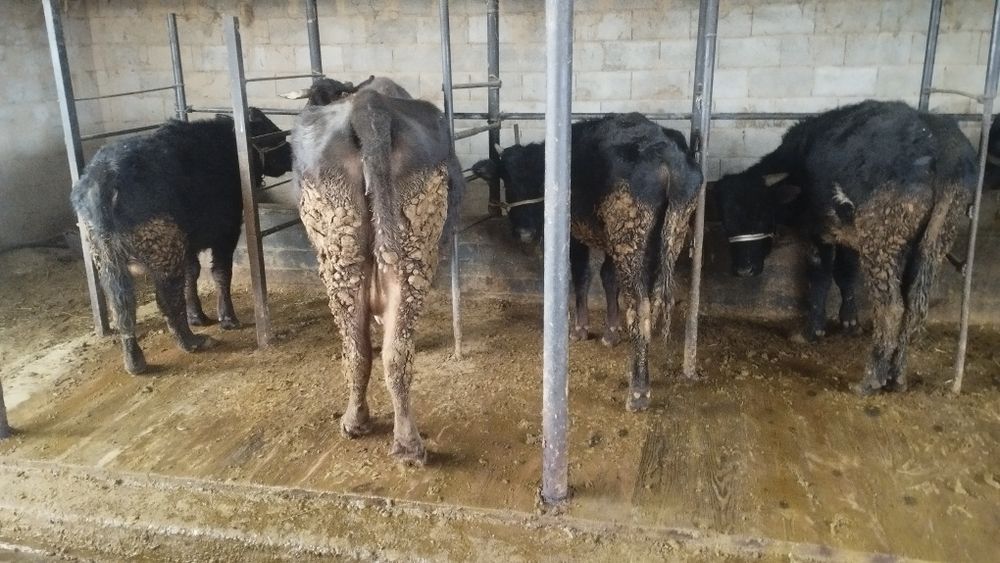 Продам бычков выгыдна