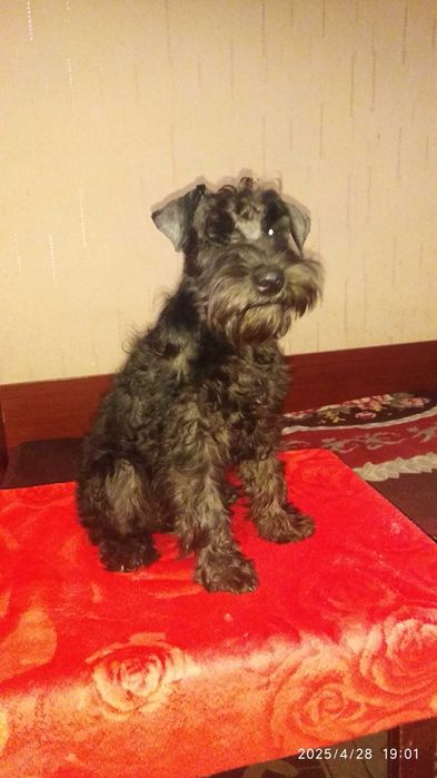 Продаются щенки цвергшнауцера