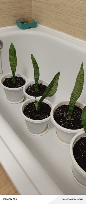 Продам цветы сансеверия Тещин язык ,красивое полезное неприхотливый