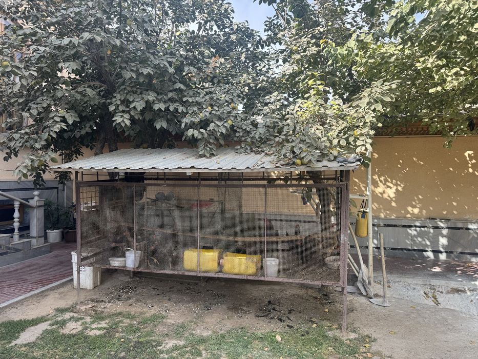 Tovuq ini xoroz va tovuqlar sotiladi