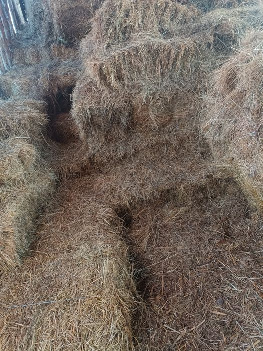 Vând baloți de fân și otavă  calitate foarte bună.
În zona Marghita Ju