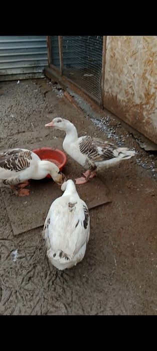 Продаются крупные гуси