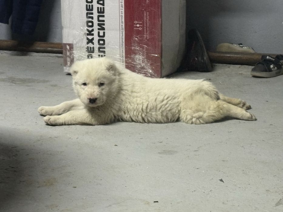 Сабака алабай ұрғашы