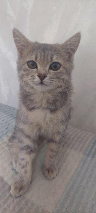 Срочно Котёнок девочка ишет себе хозяйку