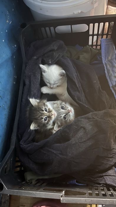 Котята отдам бесплатно