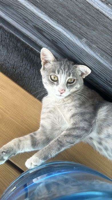 Умнейший мальчик 4 мес ищет семью