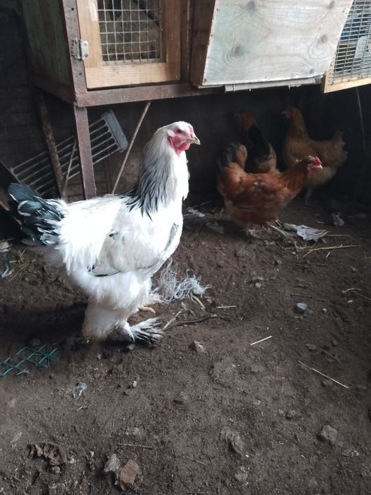 Продам кур Брама