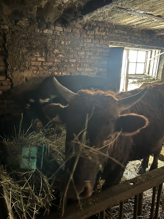 Төрт бас буқа сатылады,екеуі бір жас