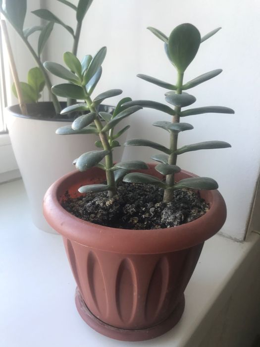 Продам комнатные цветы