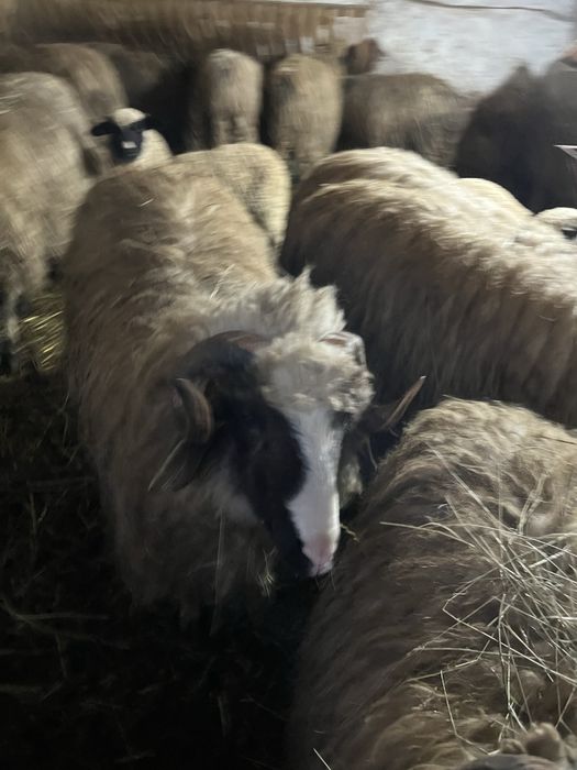 Berbec turcan varsta de un an si pret negociabil