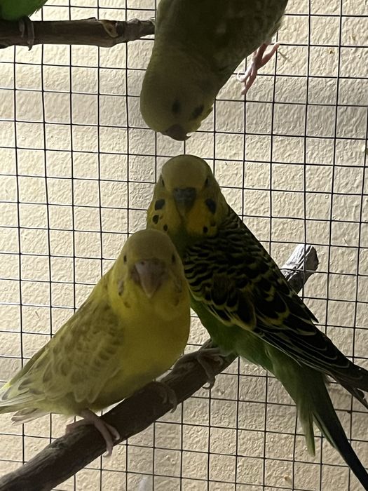 Продается Волнистые Попугаи