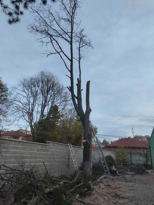 Рязане на опасни дървета почистване и извозване