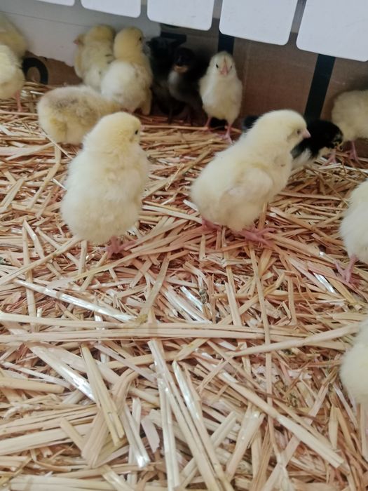 Несушка жужа сотаман 20 мин