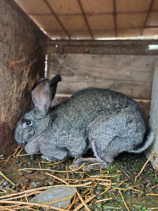 Vând iepure uriaș german