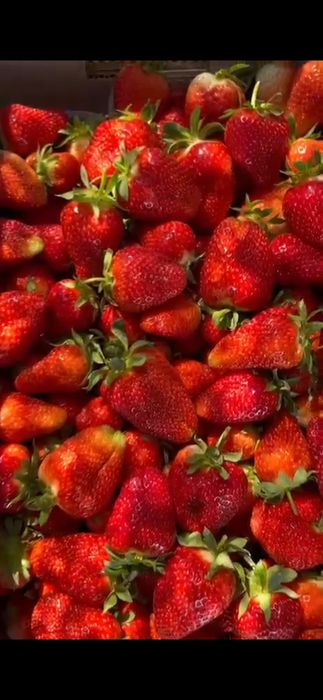 Клубника на оптом от 500кг