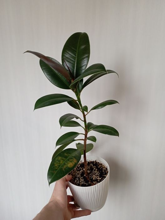 Фикус "эластика"