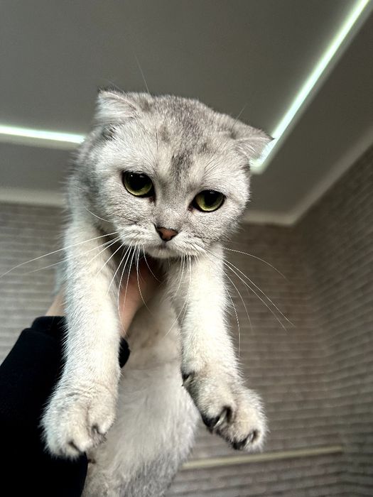 Scottish fold Mushuk