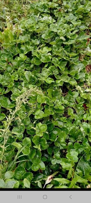 Продавам ягооди и малини расат