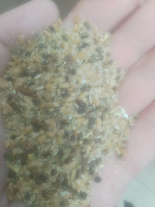 Зерноотходы Отруби Овёс Полова