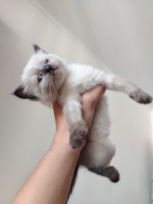 Котята сиамские (девочки) в добрые руки