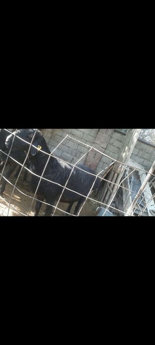 Сау кой буаз денсау