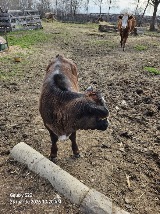 Vitea bruna, rasa mixta