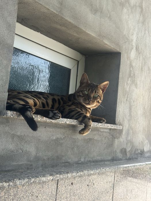Бенгальский кот (на вязку)