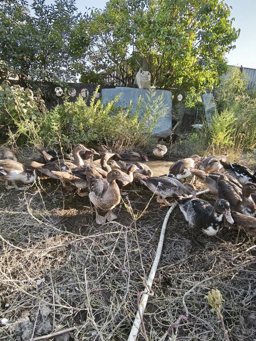 Индоутки вывод 2025