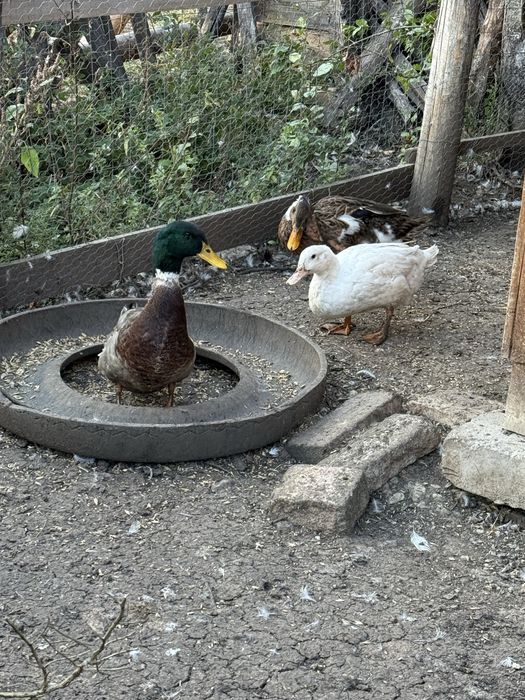 Rate, ratoi si gasca de vanzare