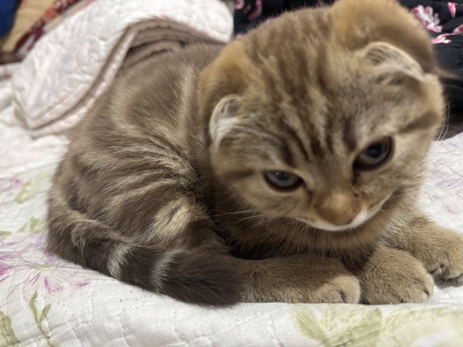 Продам котенка, Англичанка