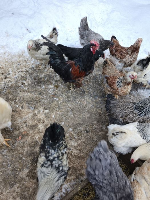 Продам молодых петухов.