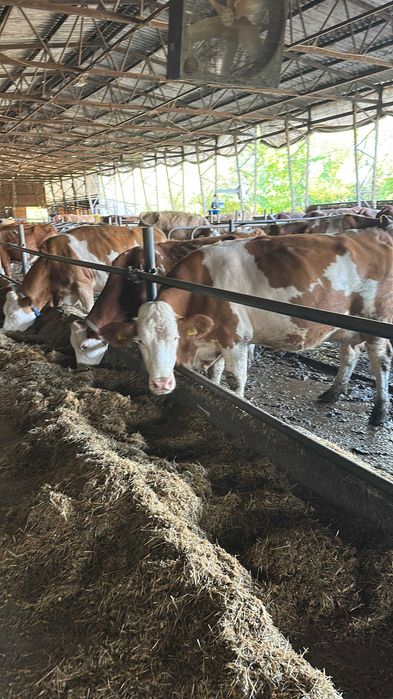 vand juninci-vaci de lapte baltata romaneasca