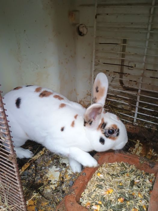 Perechi sau femele pui și maturi