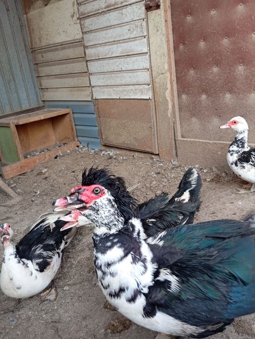 Мускусные утки ( индоутки).