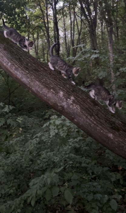 Pui de pisică spre adopție