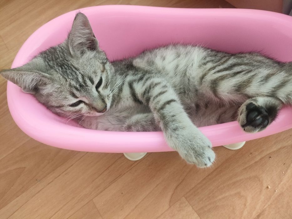 Продам маленкую котяту