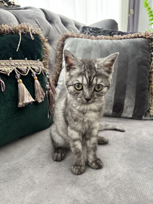 котенок мальчик шотландец