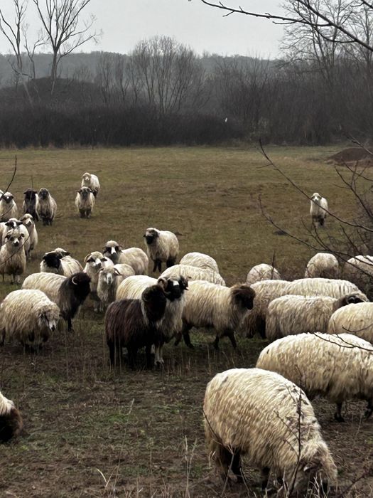 Brebec breaz ,de 3 ani