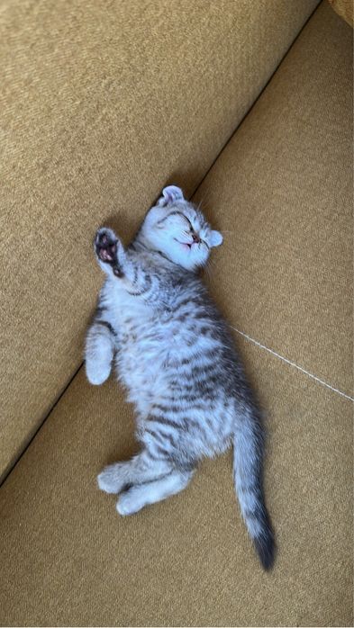 Породистый котенок скоттиш фолд вислоухий 1,5 месяца