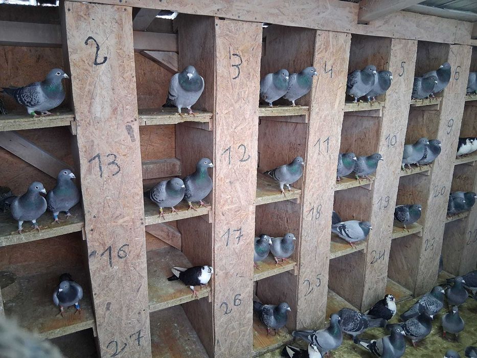 Disponibili porumbei 50 lei bucata