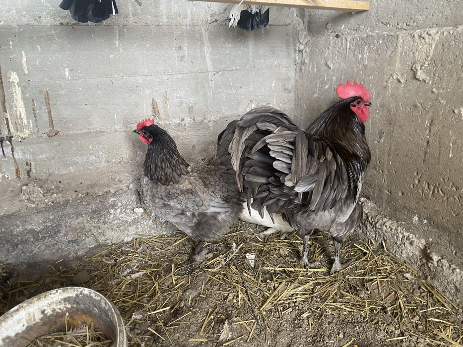 Vand familie Australorp 2+1