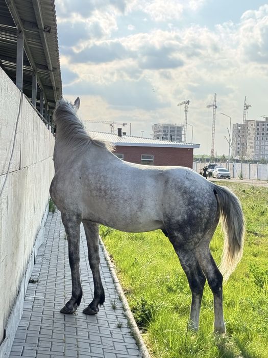Айғыр сатылады срочно