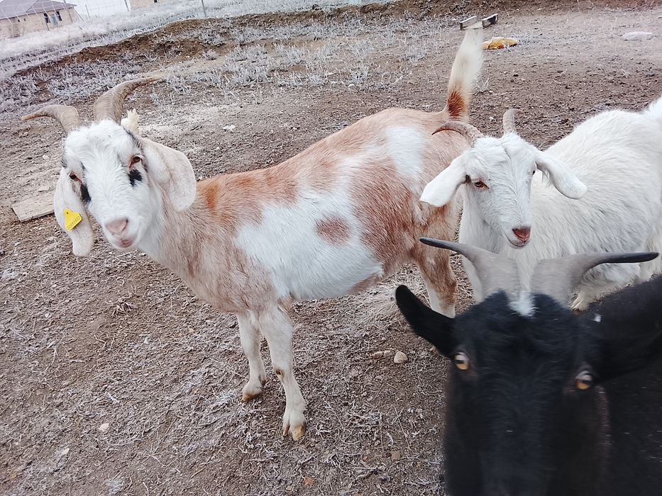 Продам коз разных