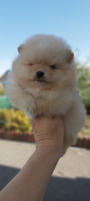 Кремовые шпицы мальчики и девочки