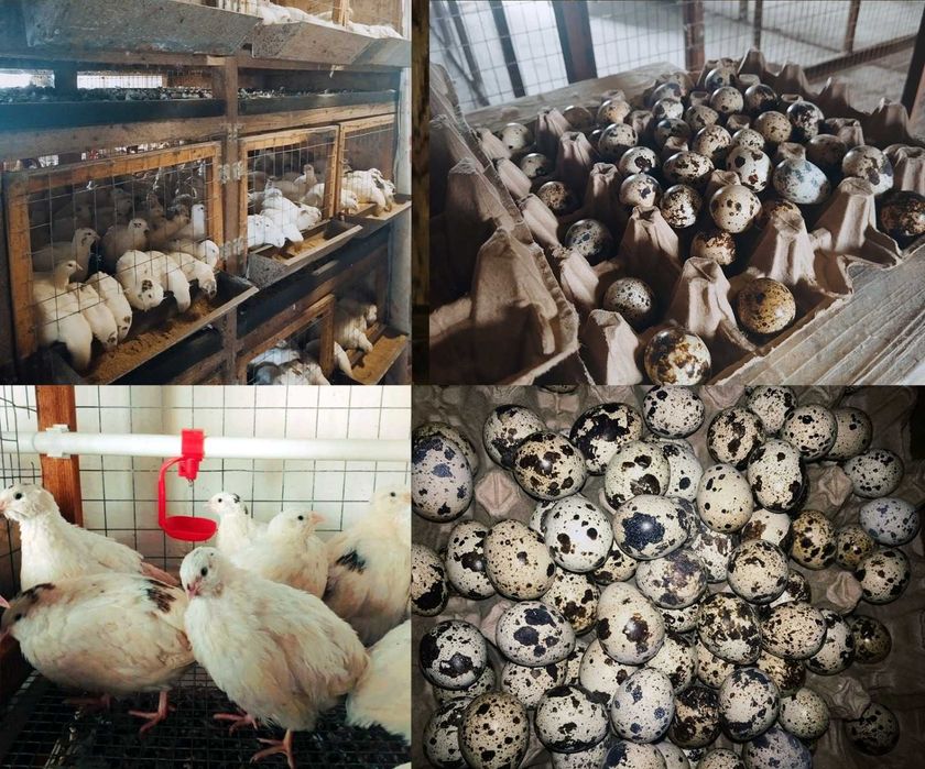 перепелиные яйца