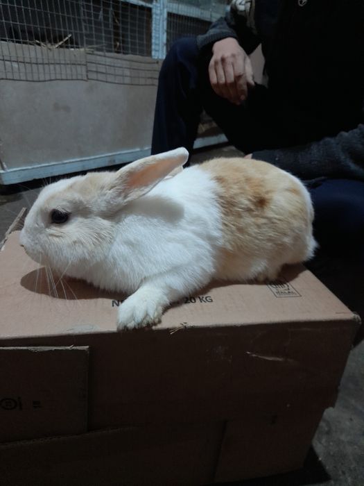 Quyon yaponskiy panda