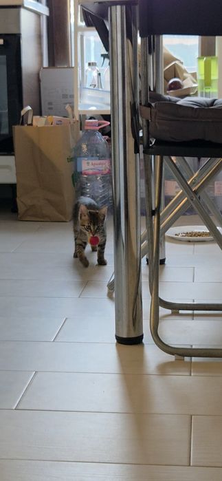 Adoptie Motanel 3 luni, cantaret, vaccinat FIV FeLV negativ