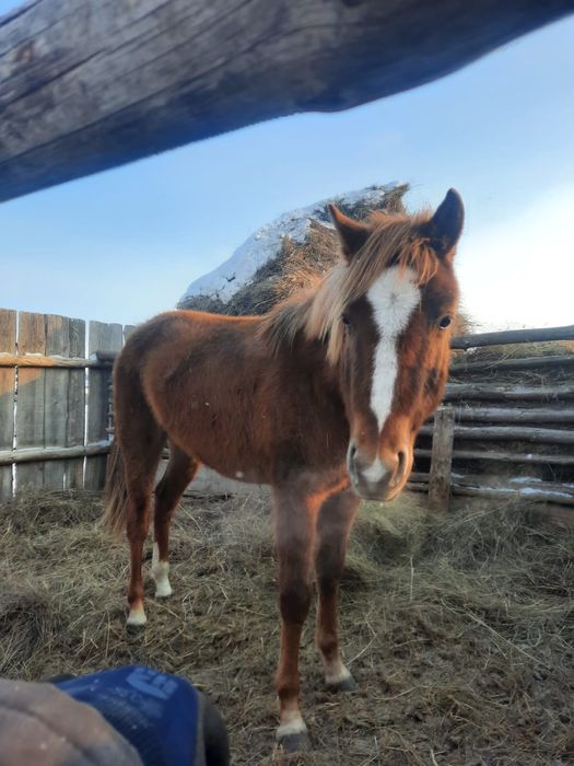 1.5 тай сатылады