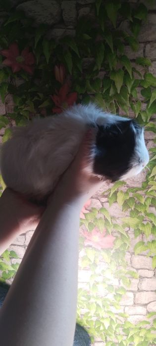 Продам морскую свинку